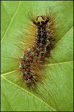 A Gypsy Moth caterpillar